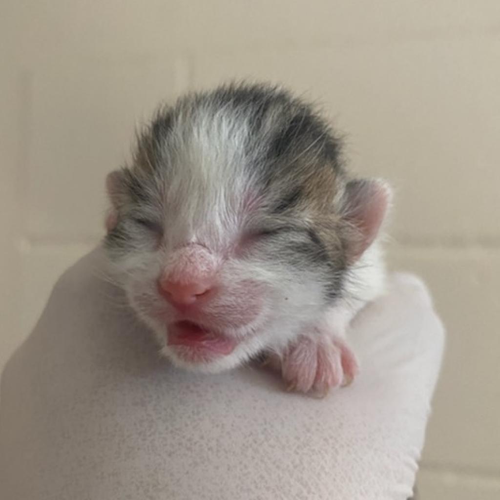 Enlarge Artemis, a Adoptable mixed breed in Reno, NV image 2/3