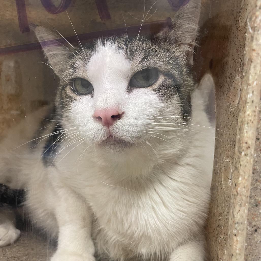 Artemis, Adoptable, Adult Male Domestic Medium Hair & Domestic Medium Hair.