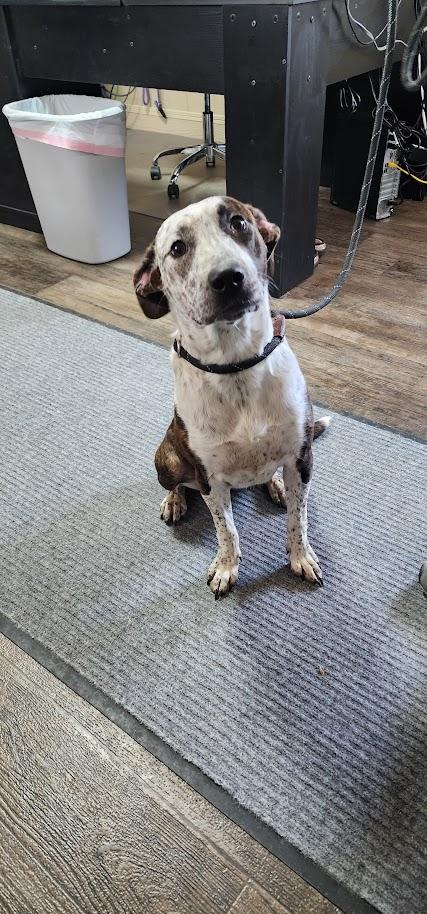 Enlarge BINDI (097-26), a ADOPTABLE Mixed Breed in Cambridge, OH image 4/5