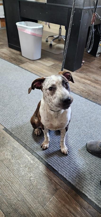 Enlarge BINDI (097-26), a ADOPTABLE Mixed Breed in Cambridge, OH image 5/5