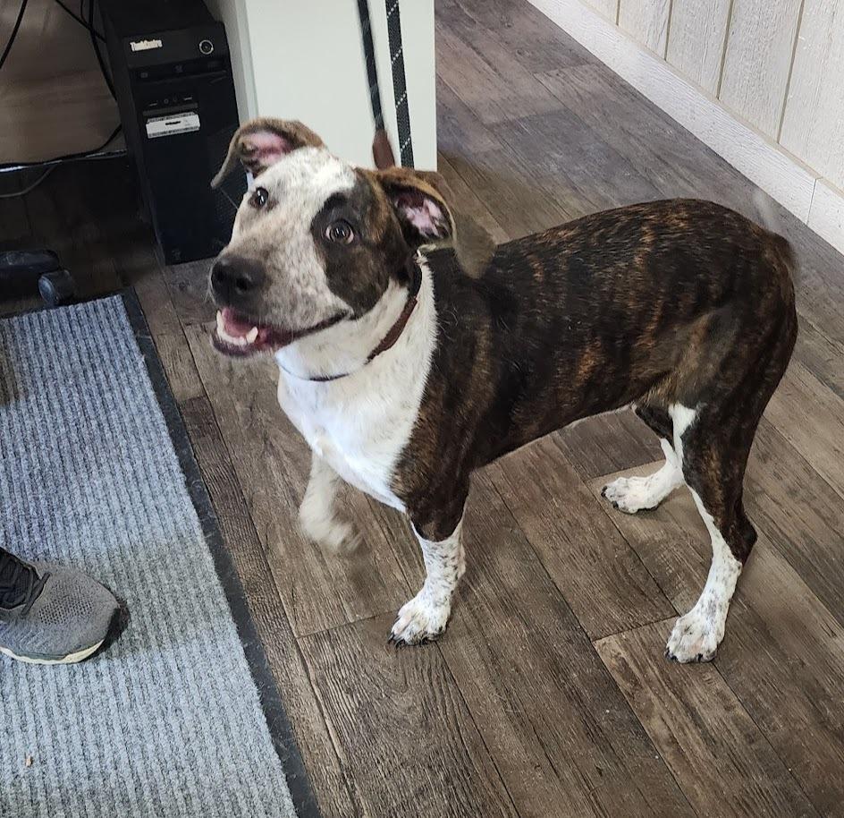 Enlarge BINDI (097-26), a ADOPTABLE Mixed Breed in Cambridge, OH image 2/5