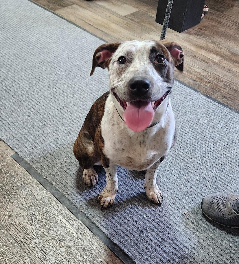 Enlarge BINDI (097-26), a ADOPTABLE Mixed Breed in Cambridge, OH image 1/5
