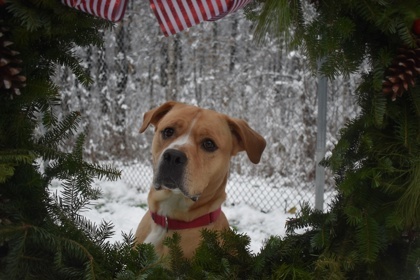 Winter, Adopted, Adult Male Mixed Breed.