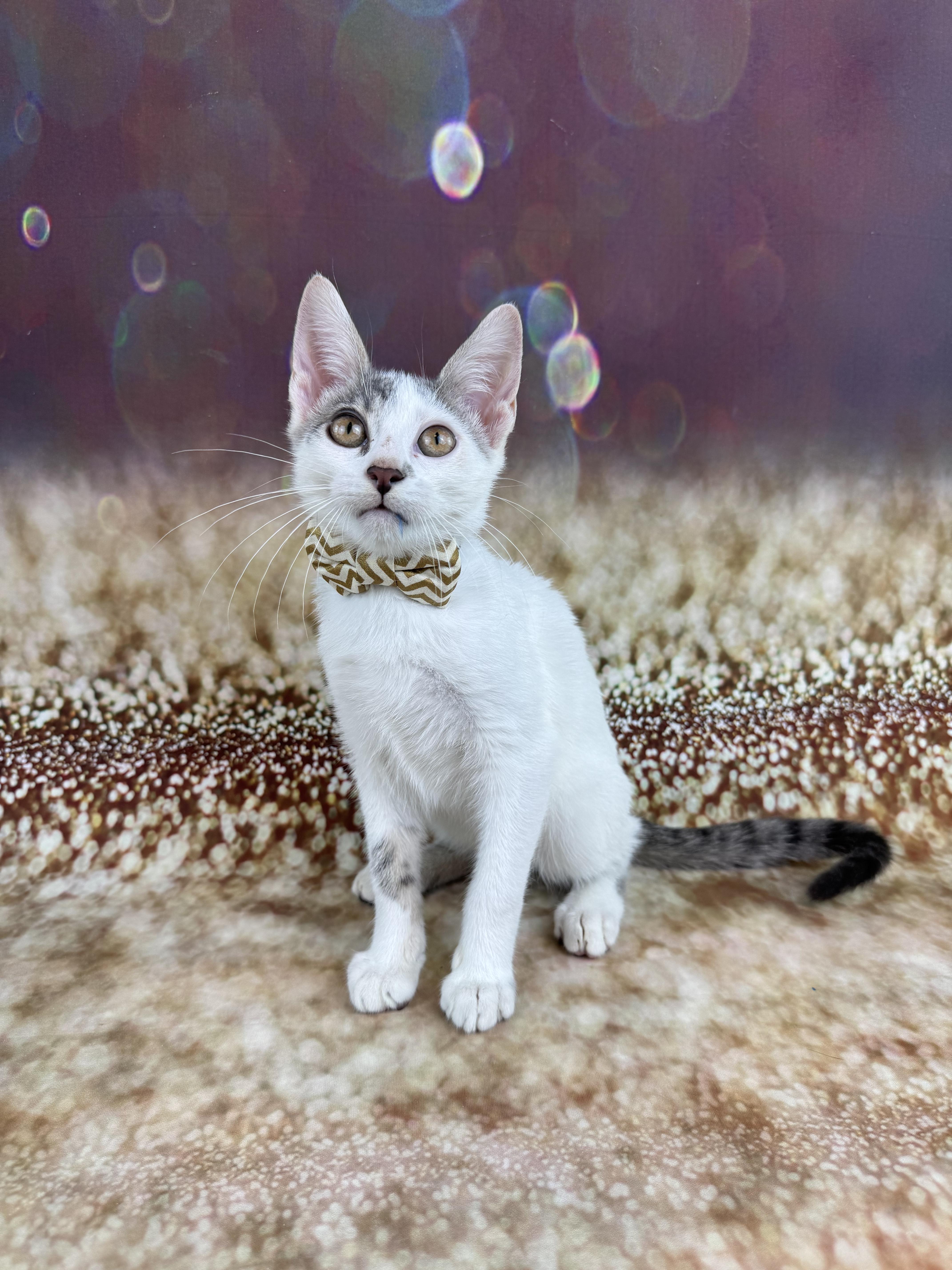 Enlarge Arnie, a ADOPTABLE Domestic Short Hair in Houston, TX image 5/6