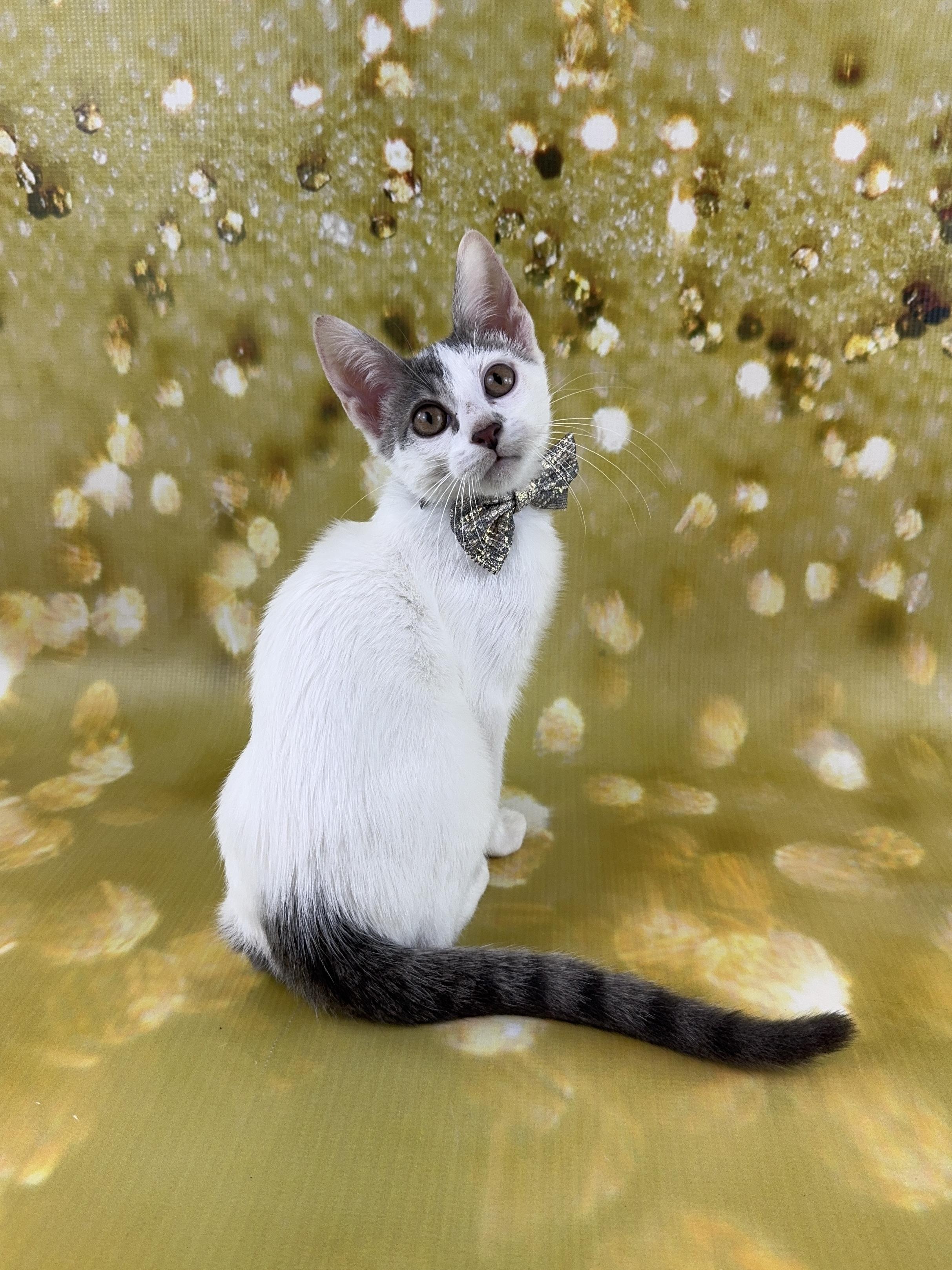 Arnie, ADOPTABLE, Kitten Male Domestic Short Hair.