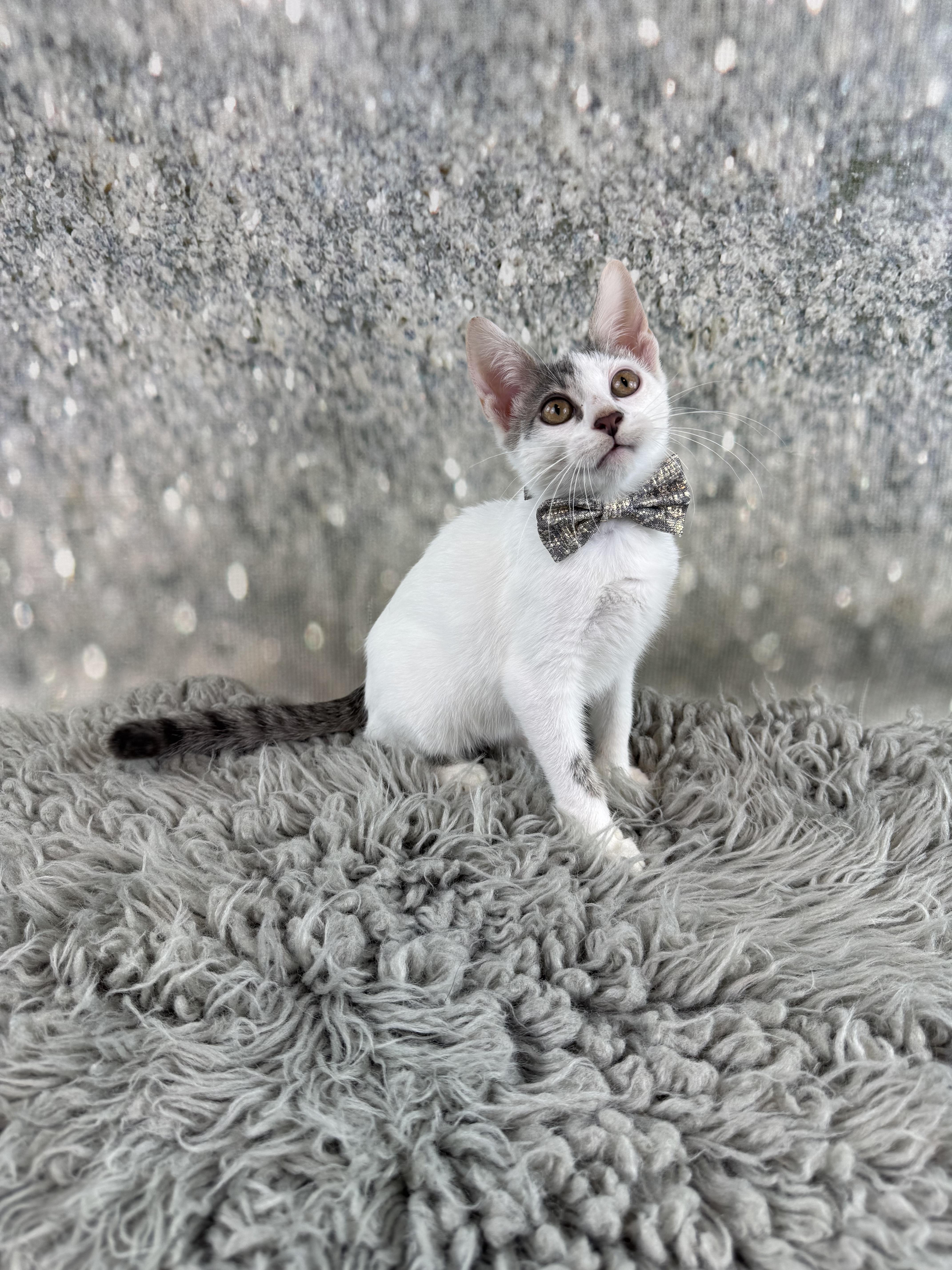 Enlarge Arnie, a ADOPTABLE Domestic Short Hair in Houston, TX image 2/6