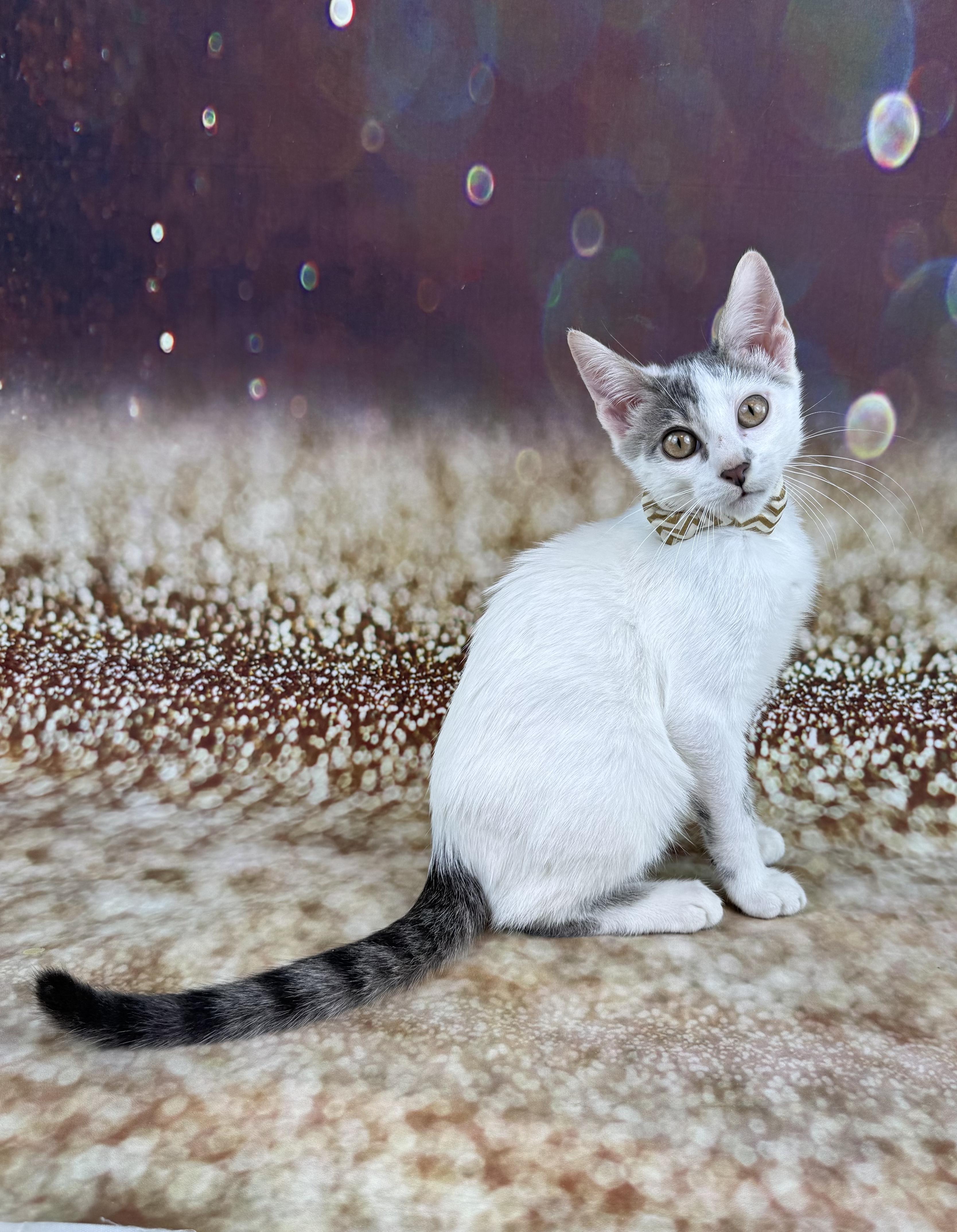 Enlarge Arnie, a ADOPTABLE Domestic Short Hair in Houston, TX image 3/6