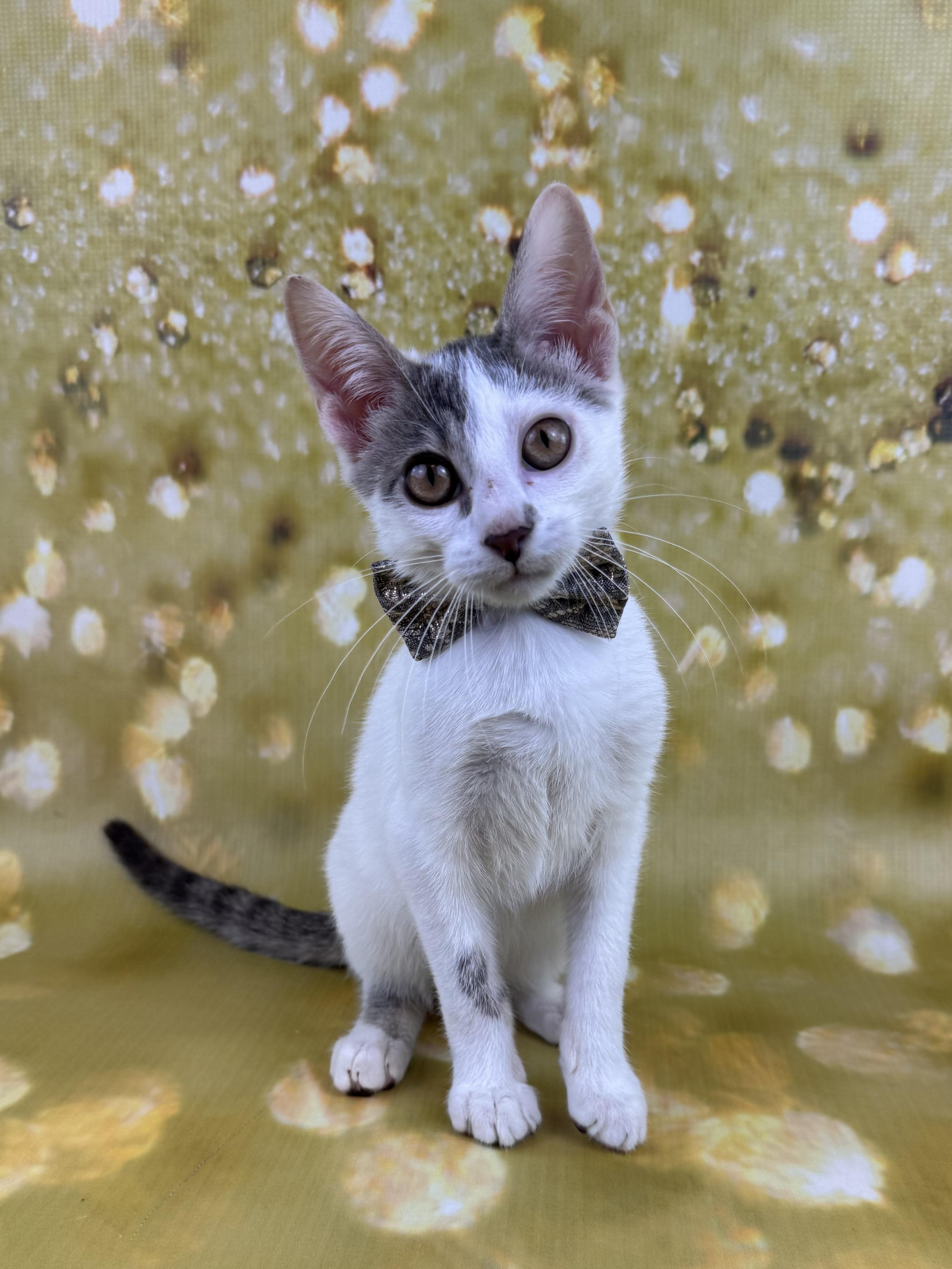 Enlarge Arnie, a ADOPTABLE Domestic Short Hair in Houston, TX image 4/6
