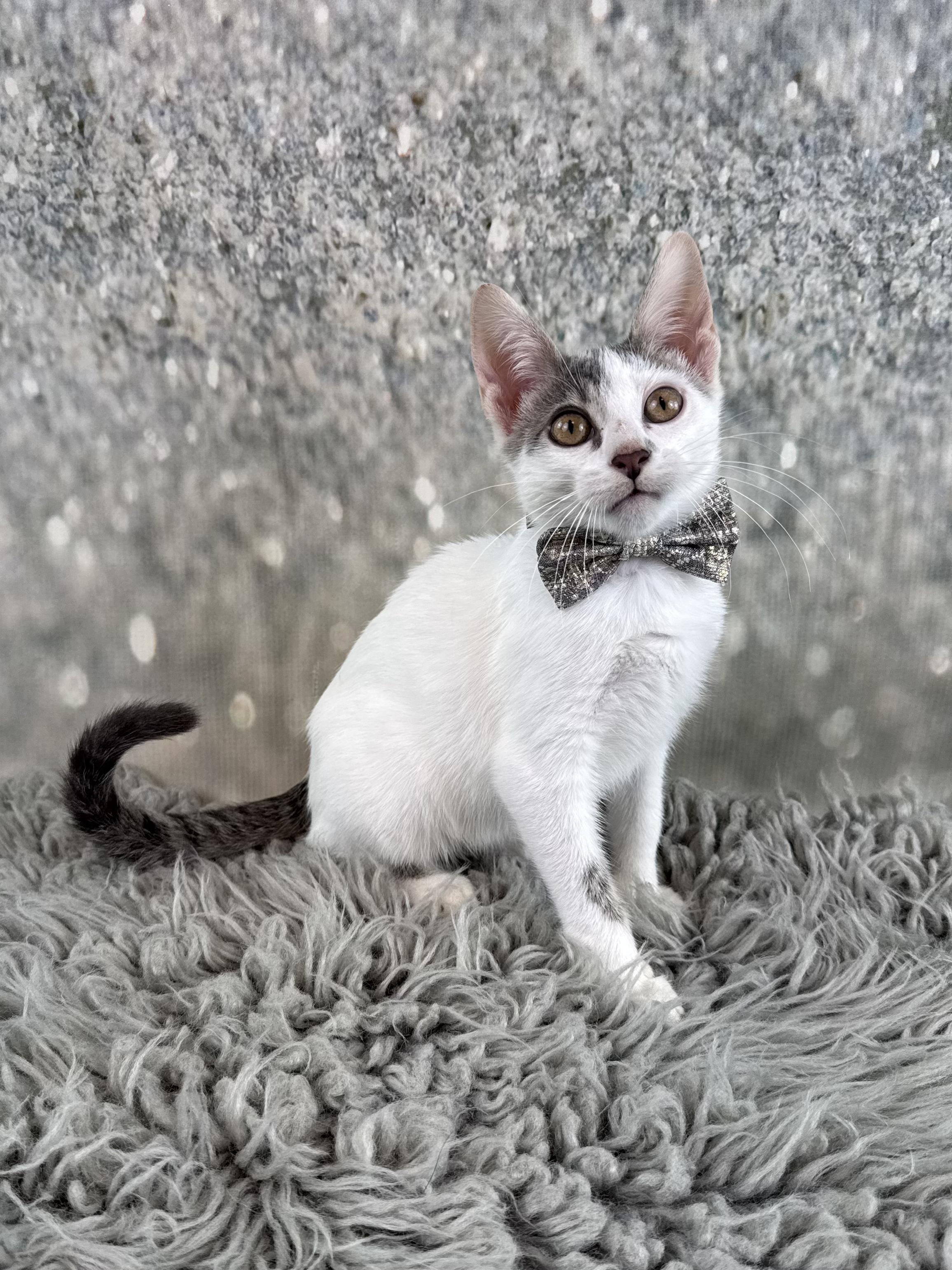 Enlarge Arnie, a ADOPTABLE Domestic Short Hair in Houston, TX image 6/6