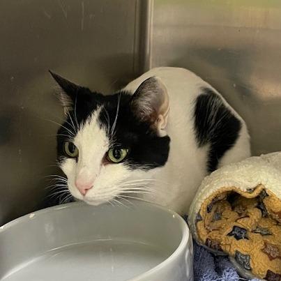 Enlarge Ghost, a Adoptable Domestic Short Hair in Springfield, IL image 1/2