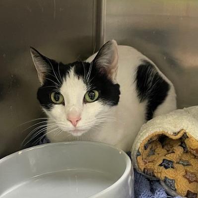 Enlarge Ghost, a Adoptable Domestic Short Hair in Springfield, IL image 2/2