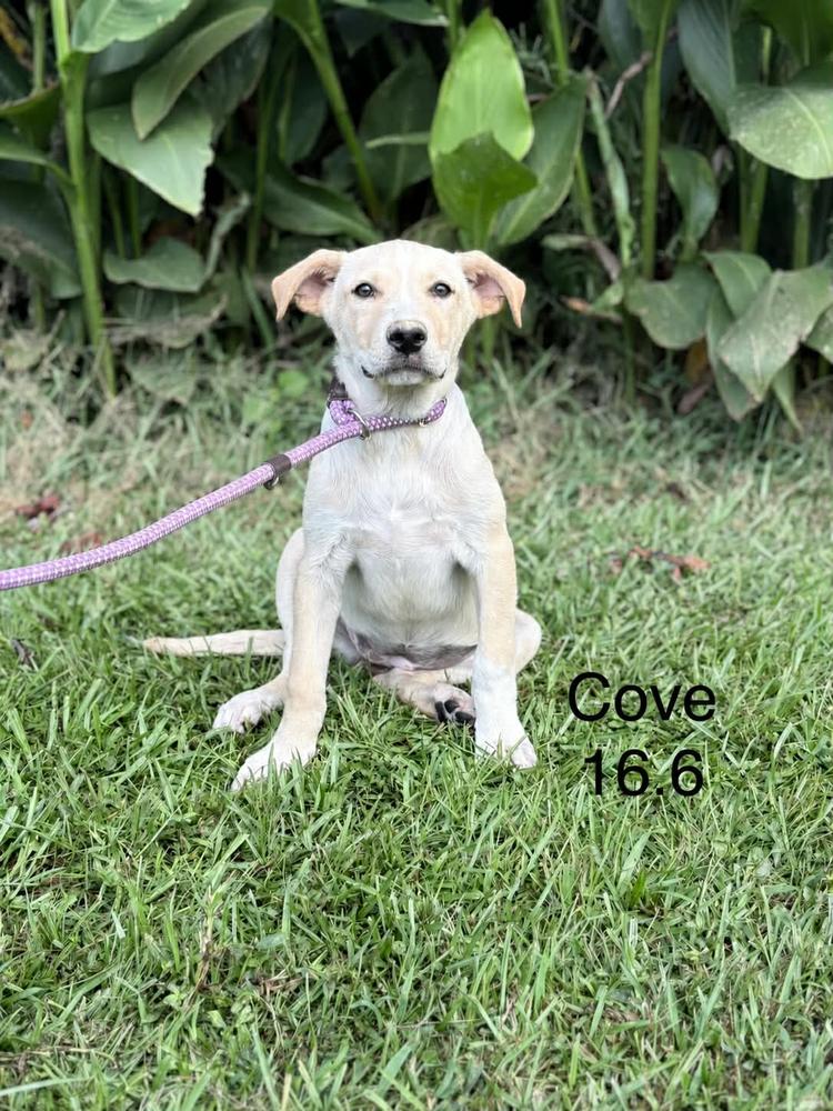 Enlarge Cove, a Adoptable mixed breed in Norfolk, MA image 1/1