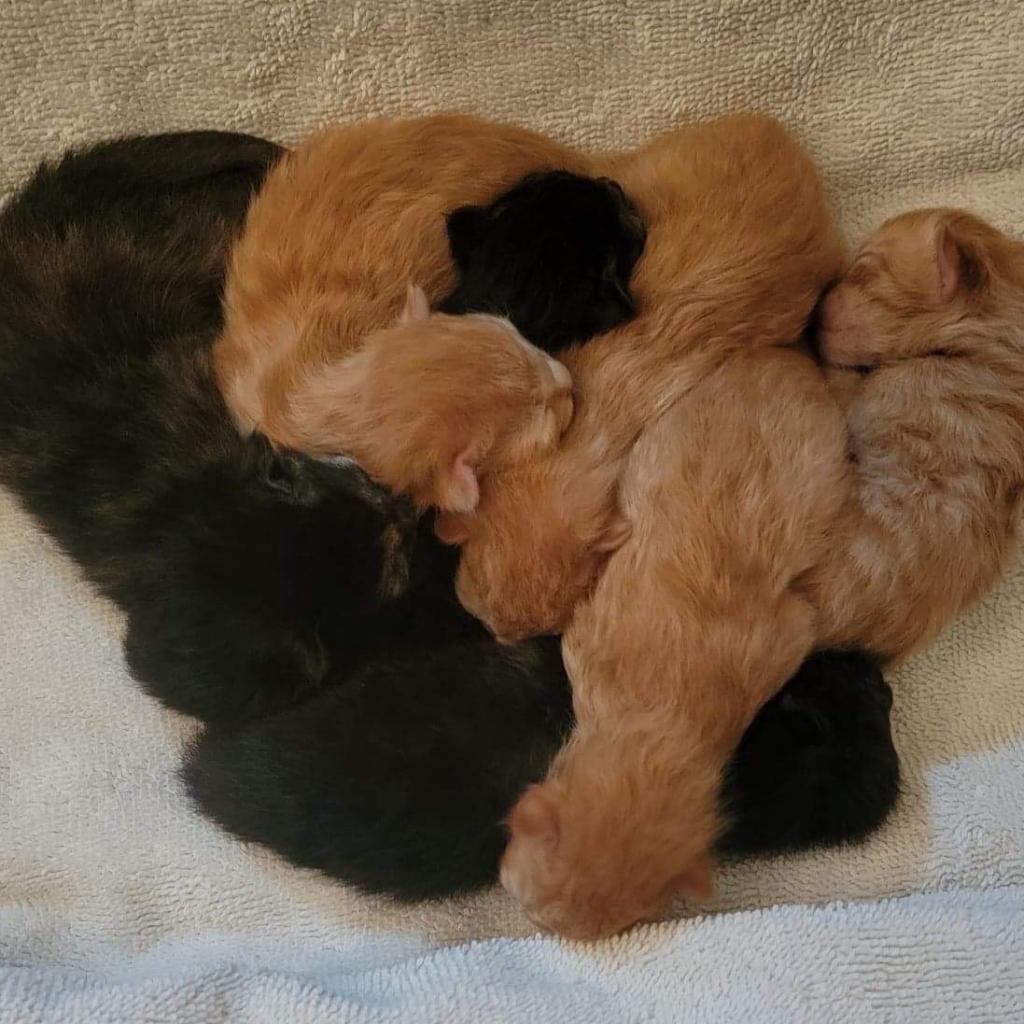 Kima, Adoptable, Adult Female Domestic Short Hair.