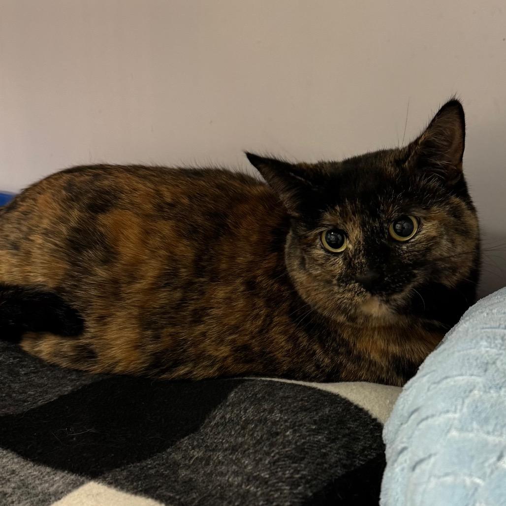 Kima, a Adoptable Domestic Short Hair in Peoria, IL image 2/3