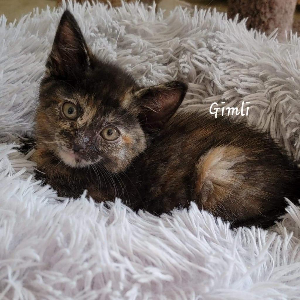 Kima, a Adoptable Domestic Short Hair in Peoria, IL image 3/3