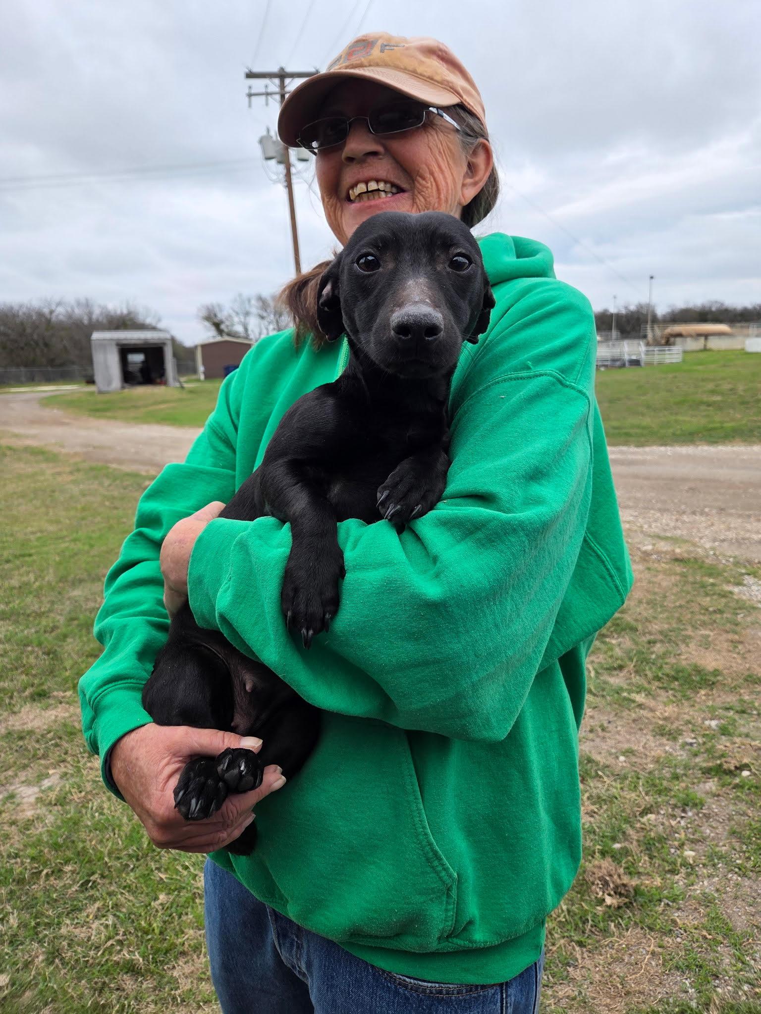 Enlarge DAISY-Lap Hogger, an adopted mixed breed in Stephenville, TX image 5/6