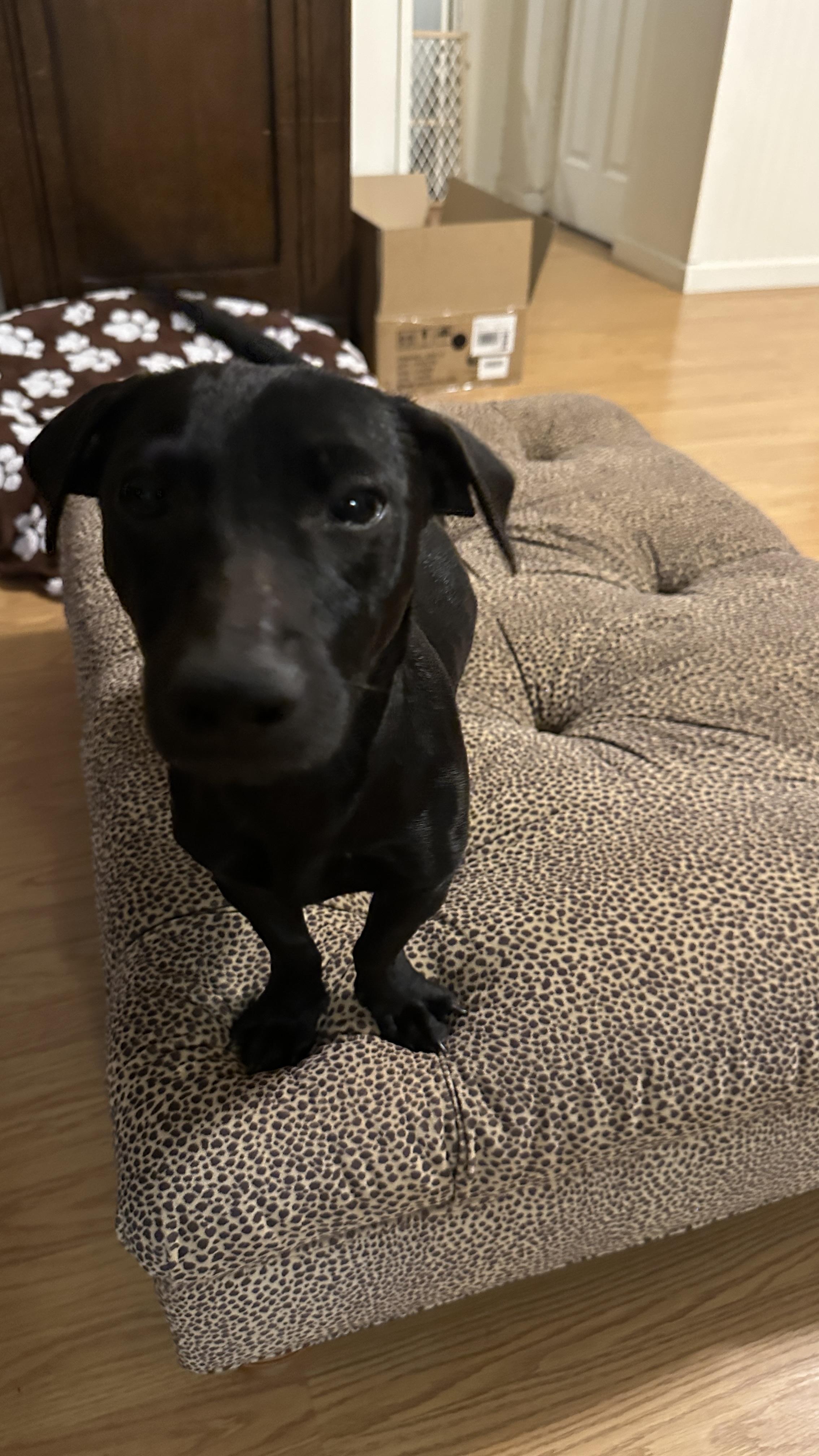 Enlarge DAISY-Lap Hogger, an adopted mixed breed in Stephenville, TX image 2/6