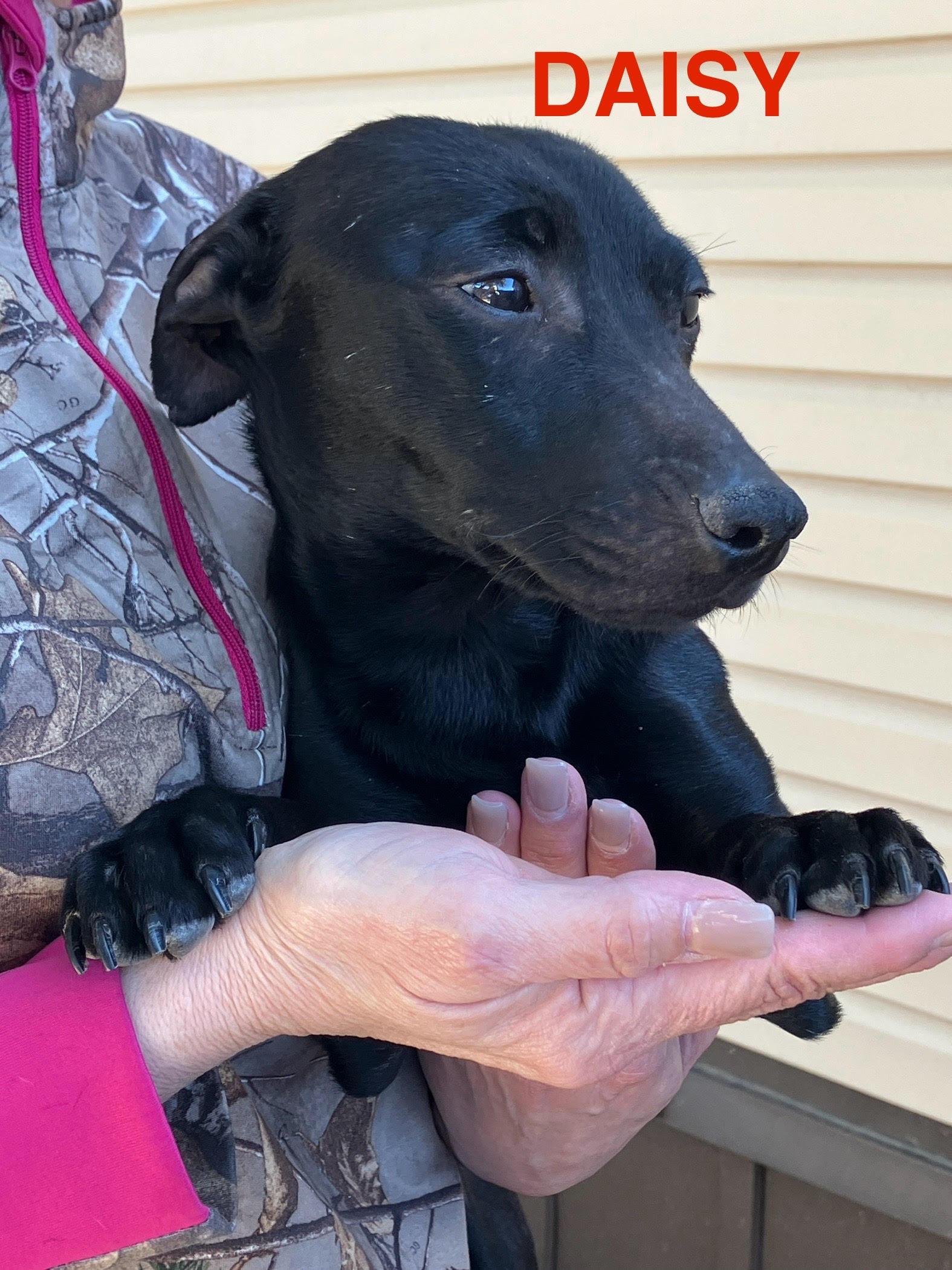 Enlarge DAISY-Lap Hogger, an adopted mixed breed in Stephenville, TX image 1/6