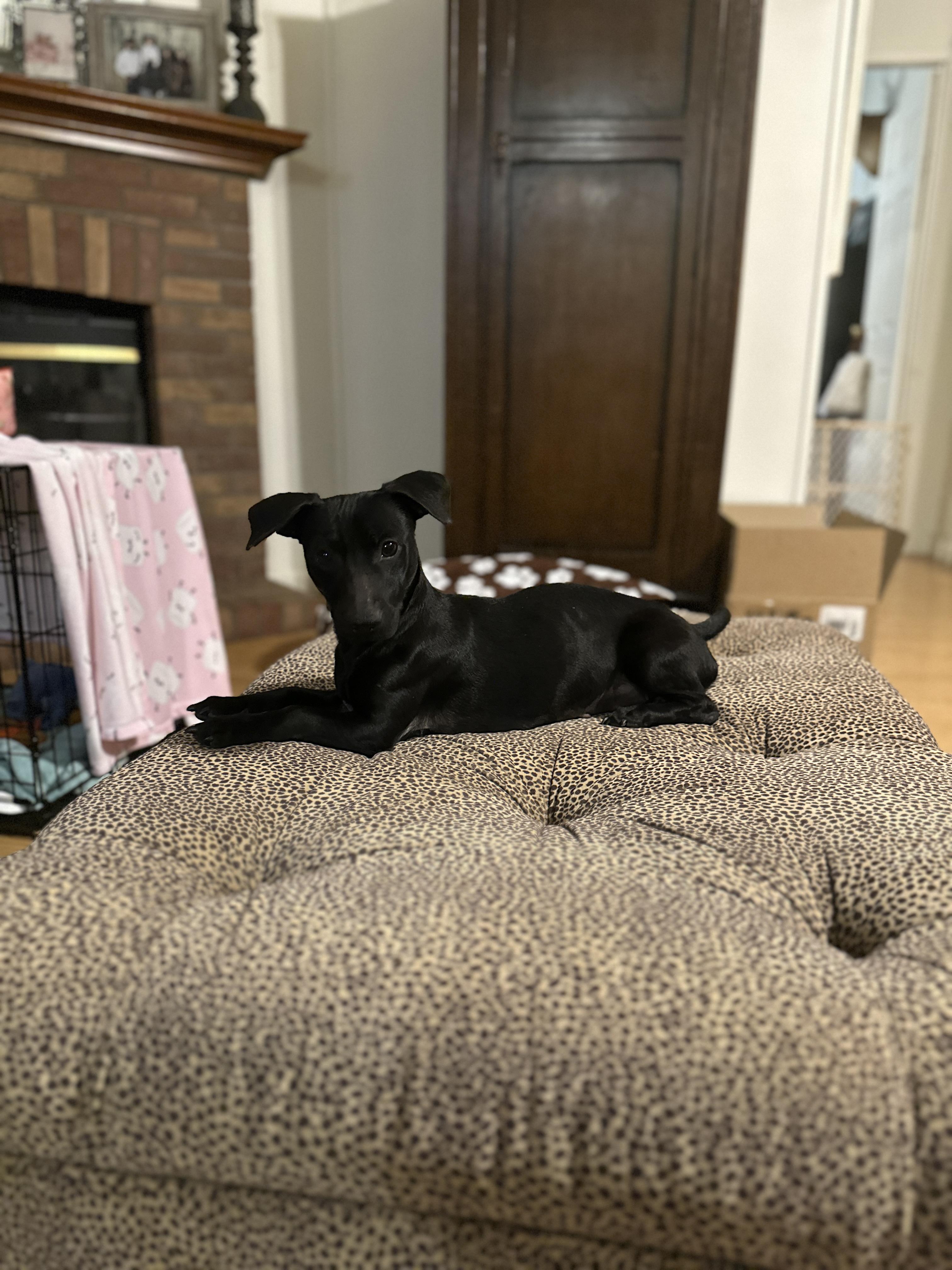 Enlarge DAISY-Lap Hogger, an adopted mixed breed in Stephenville, TX image 6/6