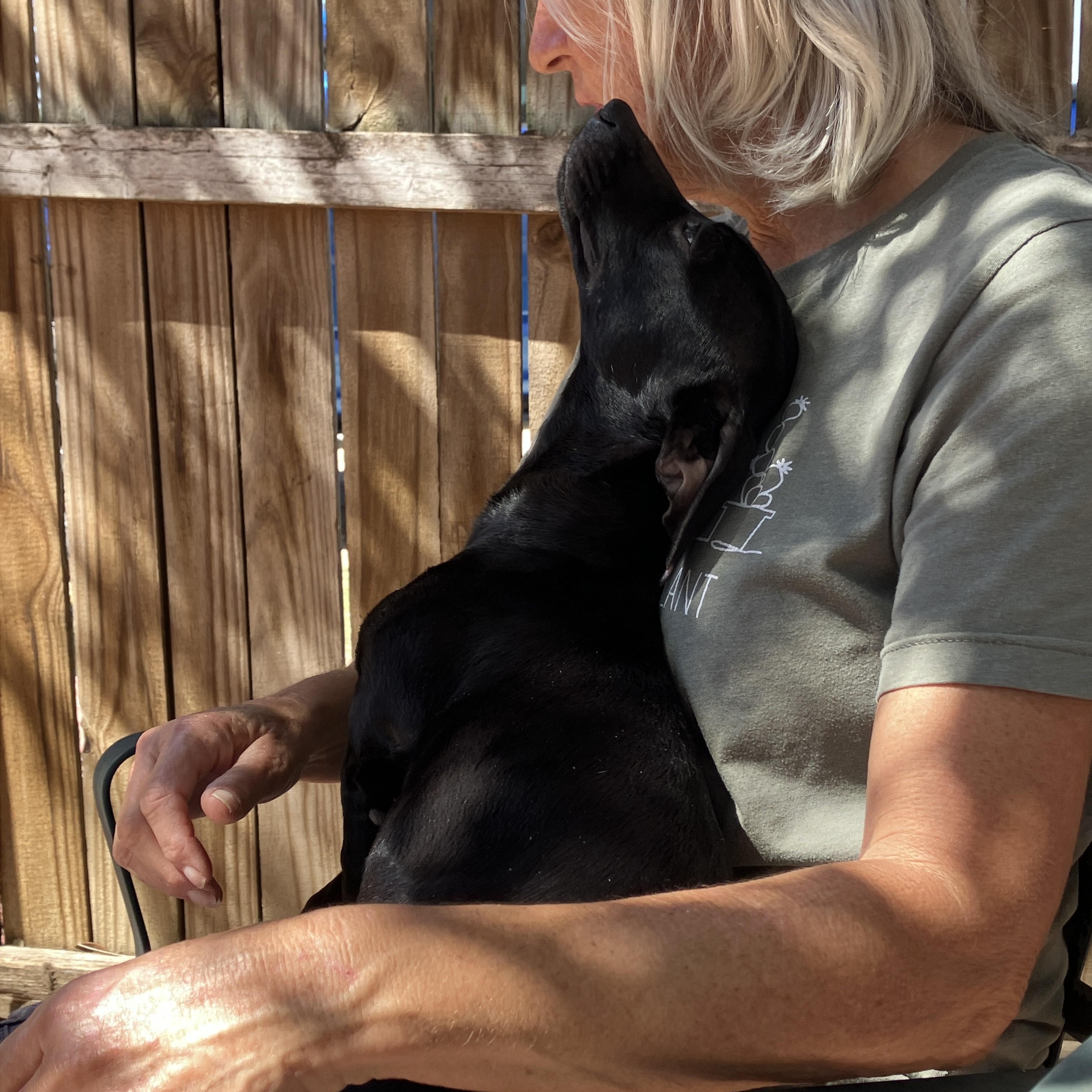 Enlarge DAISY-Lap Hogger, an adopted mixed breed in Stephenville, TX image 3/6