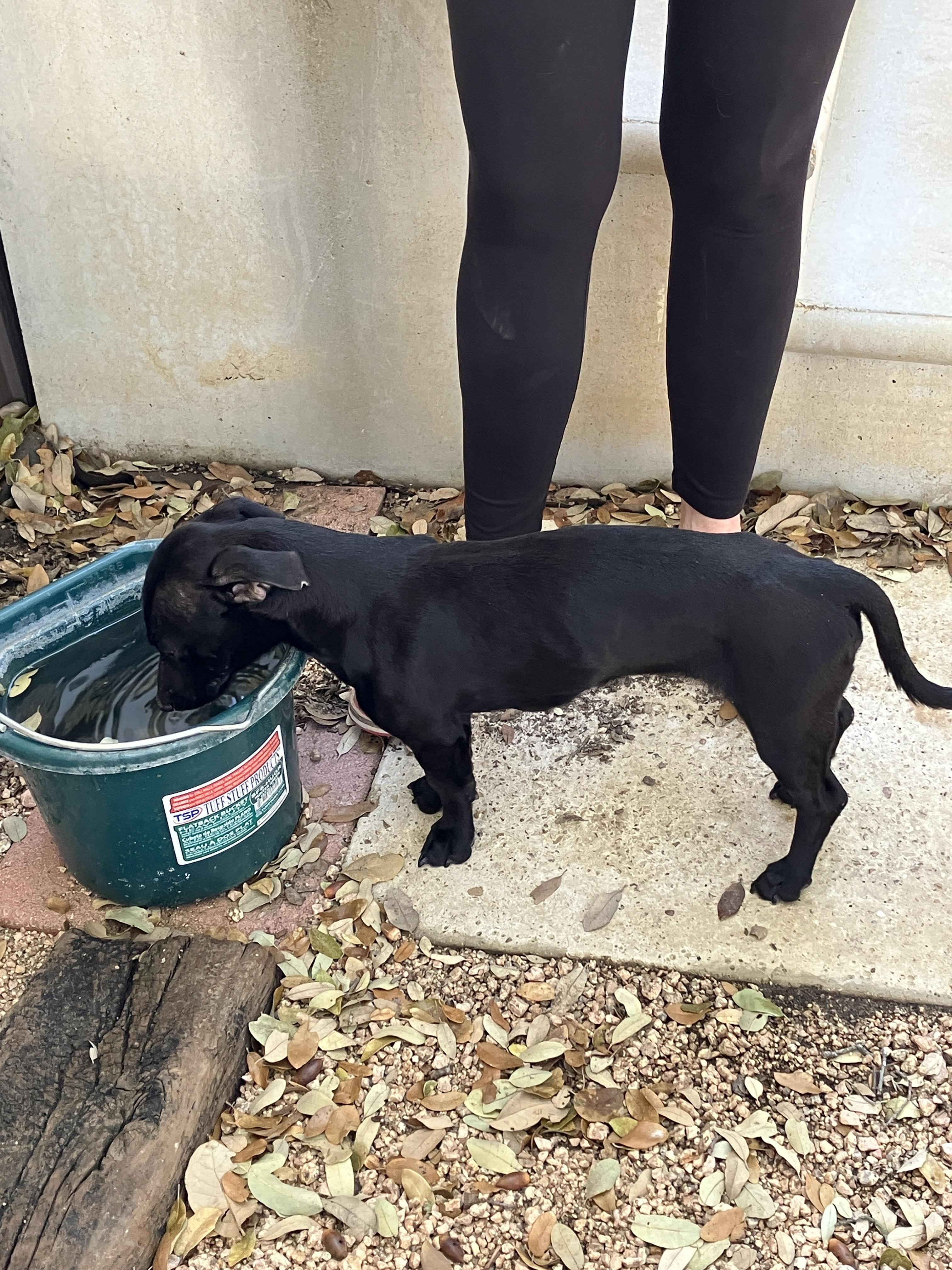 Enlarge DAISY-Lap Hogger, an adopted mixed breed in Stephenville, TX image 4/6