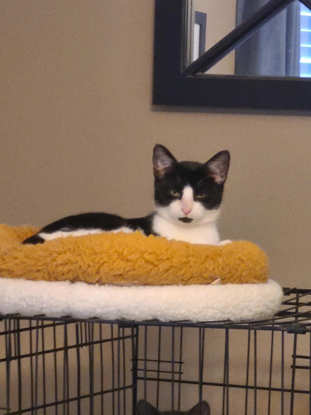 Arrow, Adoptable, Young Male Domestic Short Hair.