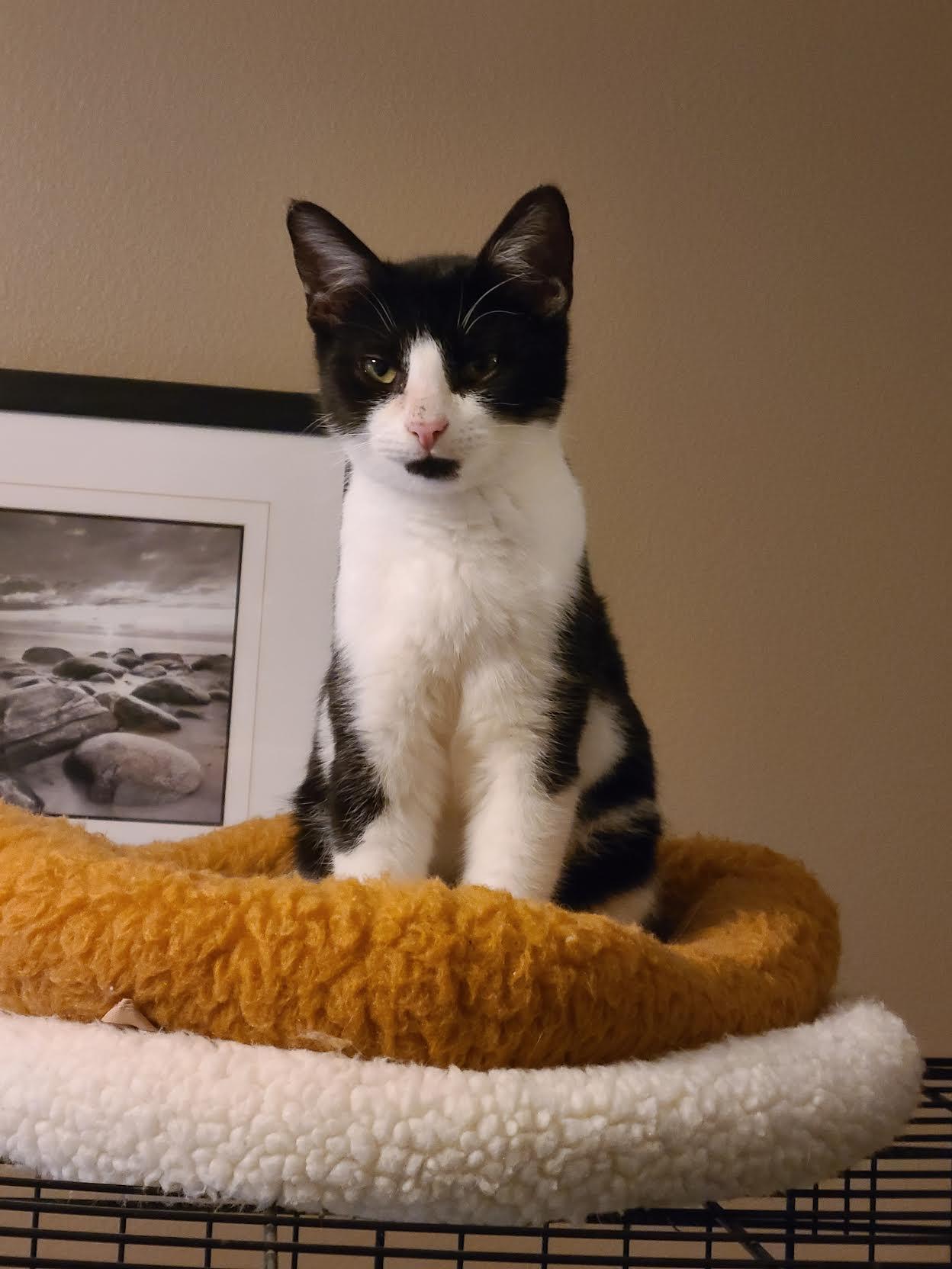 Enlarge Arrow, a Adoptable Domestic Short Hair in Crossville, TN image 2/2