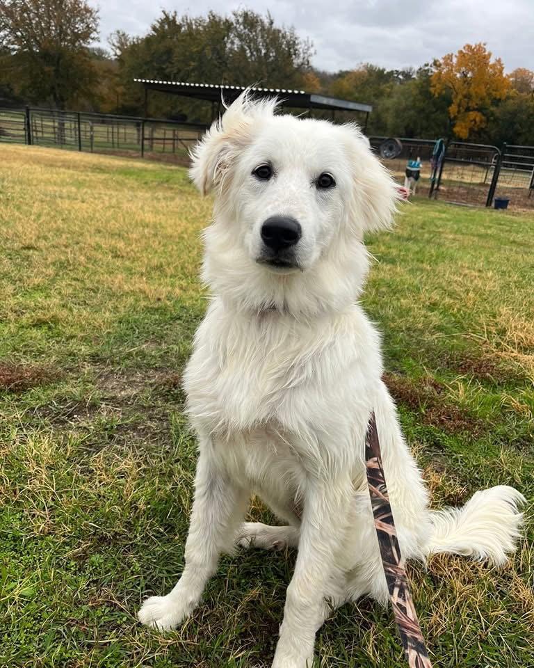 Ivy (Montana), Adopted, Young Female Golden Retriever & Great Pyrenees.