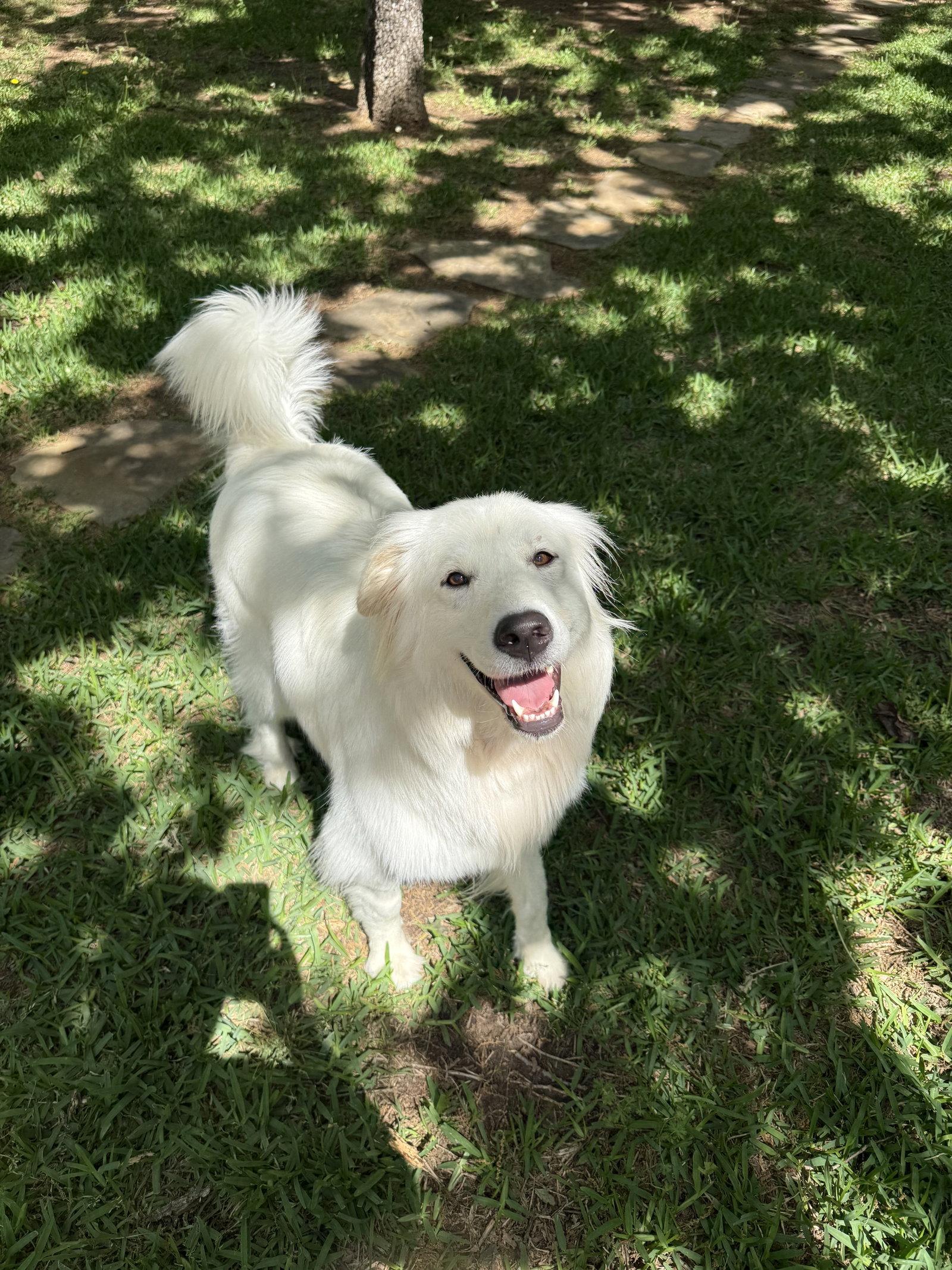 Enlarge Ivy (Montana), a Adopted mixed breed in Fort Worth, TX image 2/3