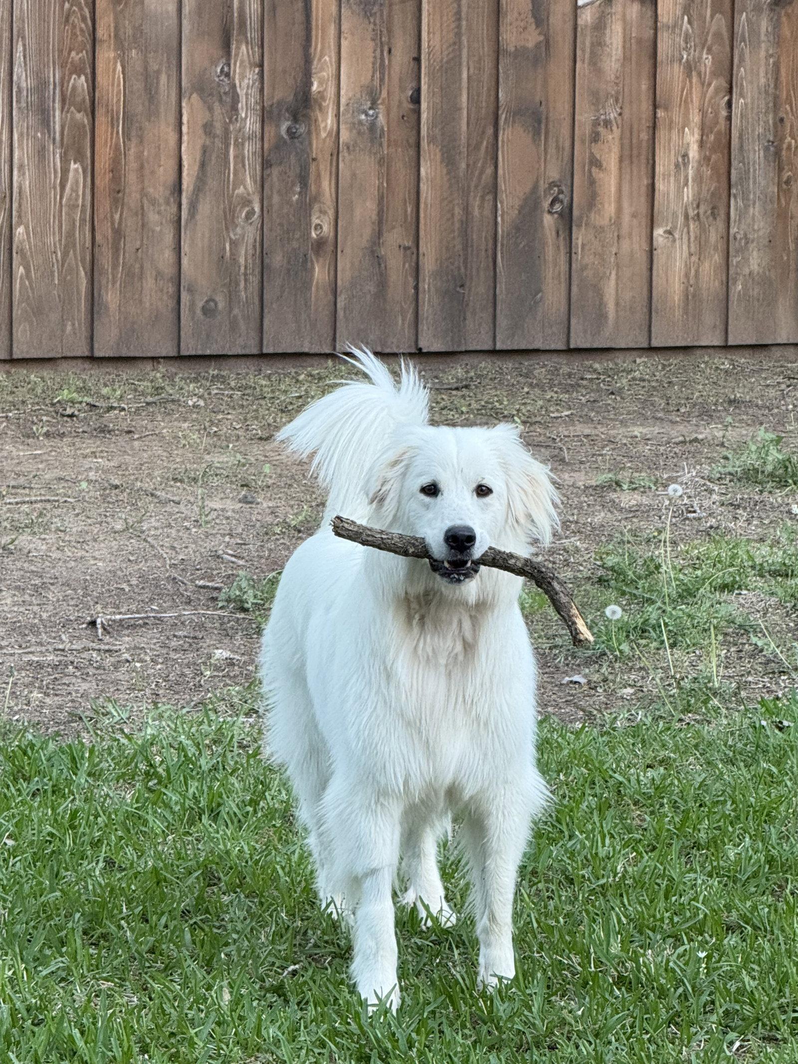 Enlarge Ivy (Montana), a Adopted mixed breed in Fort Worth, TX image 3/3
