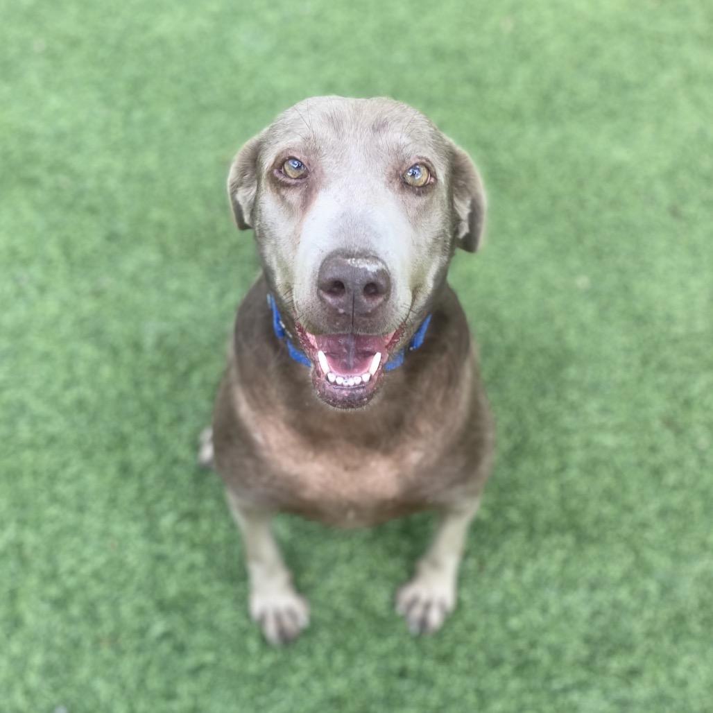 Stuffin' Muffin, Adoptable, Senior Female Weimaraner & Labrador Retriever.
