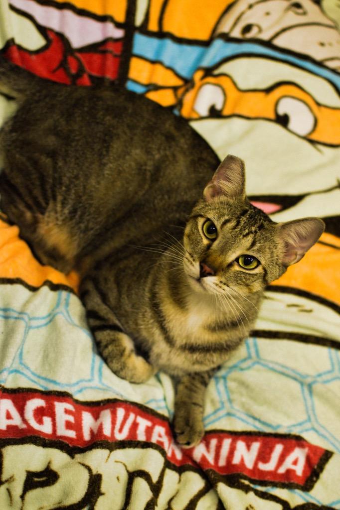 Bobby, Adopted, Adult Male Domestic Short Hair.