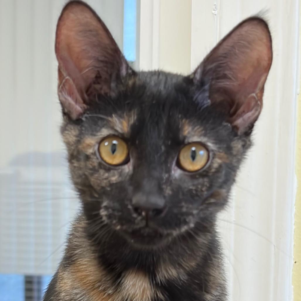 Enlarge Marion, a Adoptable Domestic Short Hair in Greensboro, GA image 1/6