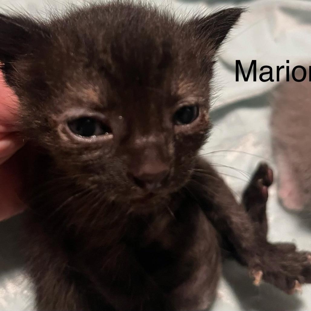 Enlarge Marion, a Adoptable Domestic Short Hair in Greensboro, GA image 2/2