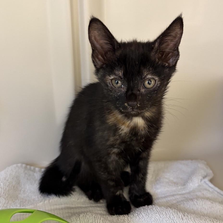 Marion, a Adoptable Domestic Short Hair in Greensboro, GA image 1/4