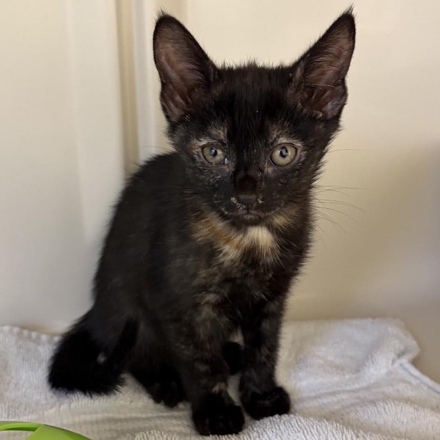 Enlarge Marion, a Adoptable Domestic Short Hair in Greensboro, GA image 2/6