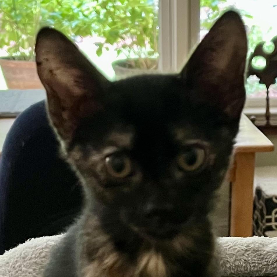 Marion, a Adoptable Domestic Short Hair in Greensboro, GA image 2/4