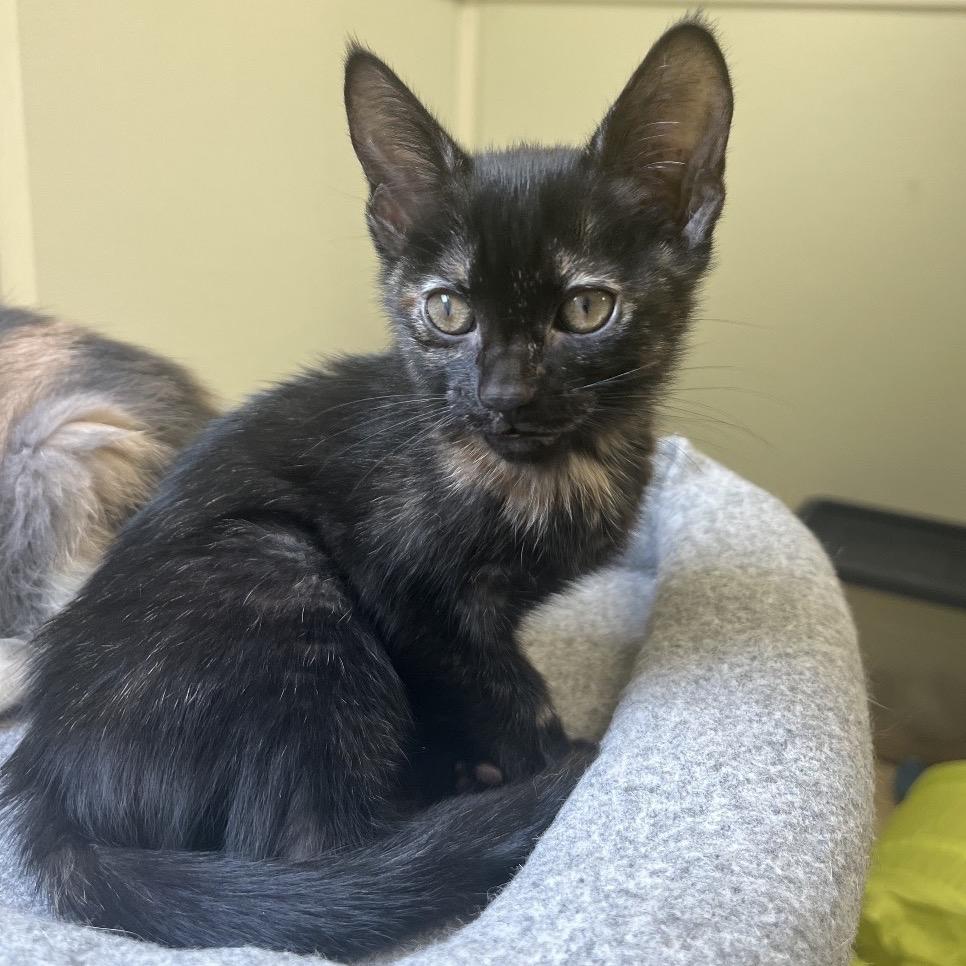 Enlarge Marion, a Adoptable Domestic Short Hair in Greensboro, GA image 3/6