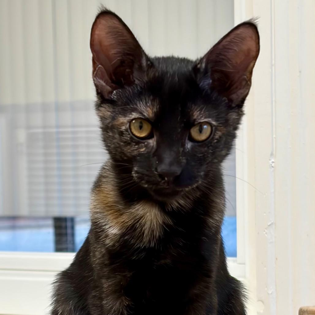Enlarge Marion, a Adoptable Domestic Short Hair in Greensboro, GA image 4/6