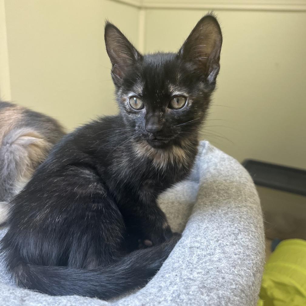 Marion, a Adoptable Domestic Short Hair in Greensboro, GA image 3/4