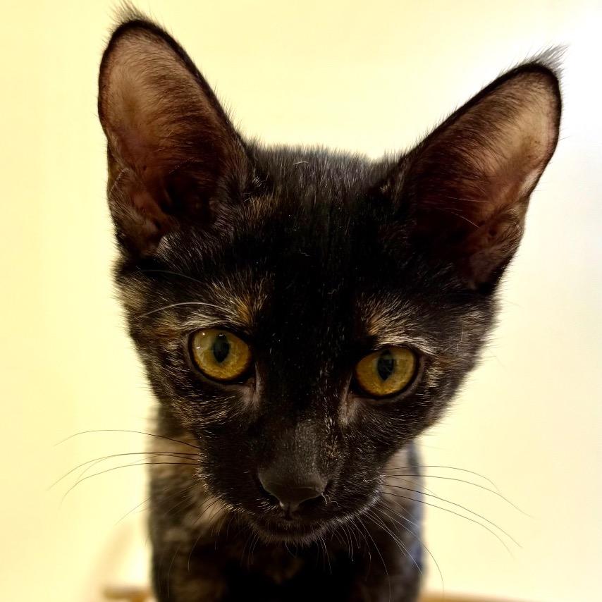 Enlarge Marion, a Adoptable Domestic Short Hair in Greensboro, GA image 5/6