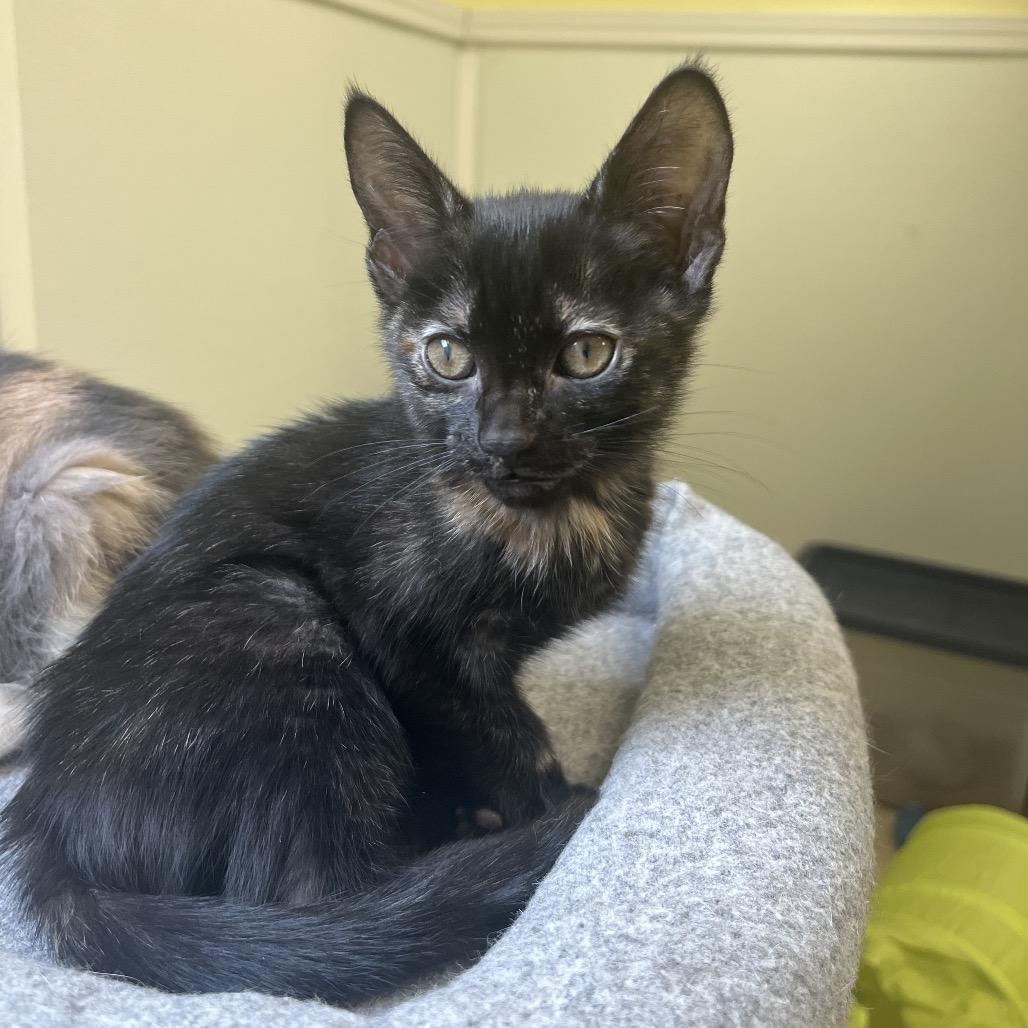 Marion, a Adoptable Domestic Short Hair in Greensboro, GA image 1/3
