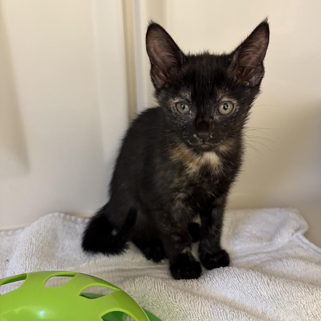 Enlarge Marion, a Adoptable Domestic Short Hair in Greensboro, GA image 1/2