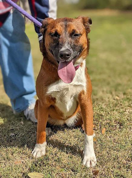Enlarge Roulette, a Adoptable mixed breed in Mission, TX image 2/6