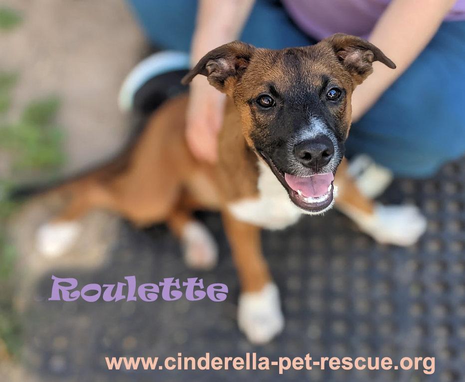 Enlarge Roulette, a Adoptable mixed breed in Mission, TX image 4/6
