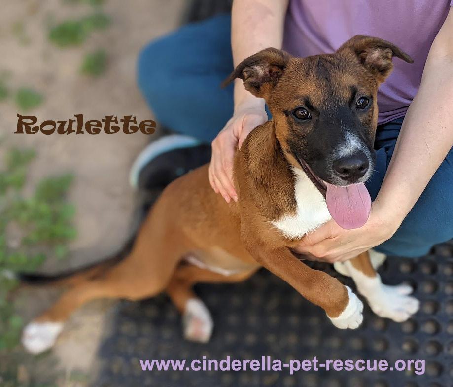 Enlarge Roulette, a Adoptable mixed breed in Mission, TX image 5/6