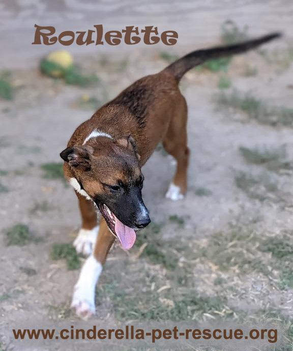 Enlarge Roulette, a Adoptable mixed breed in Mission, TX image 6/6