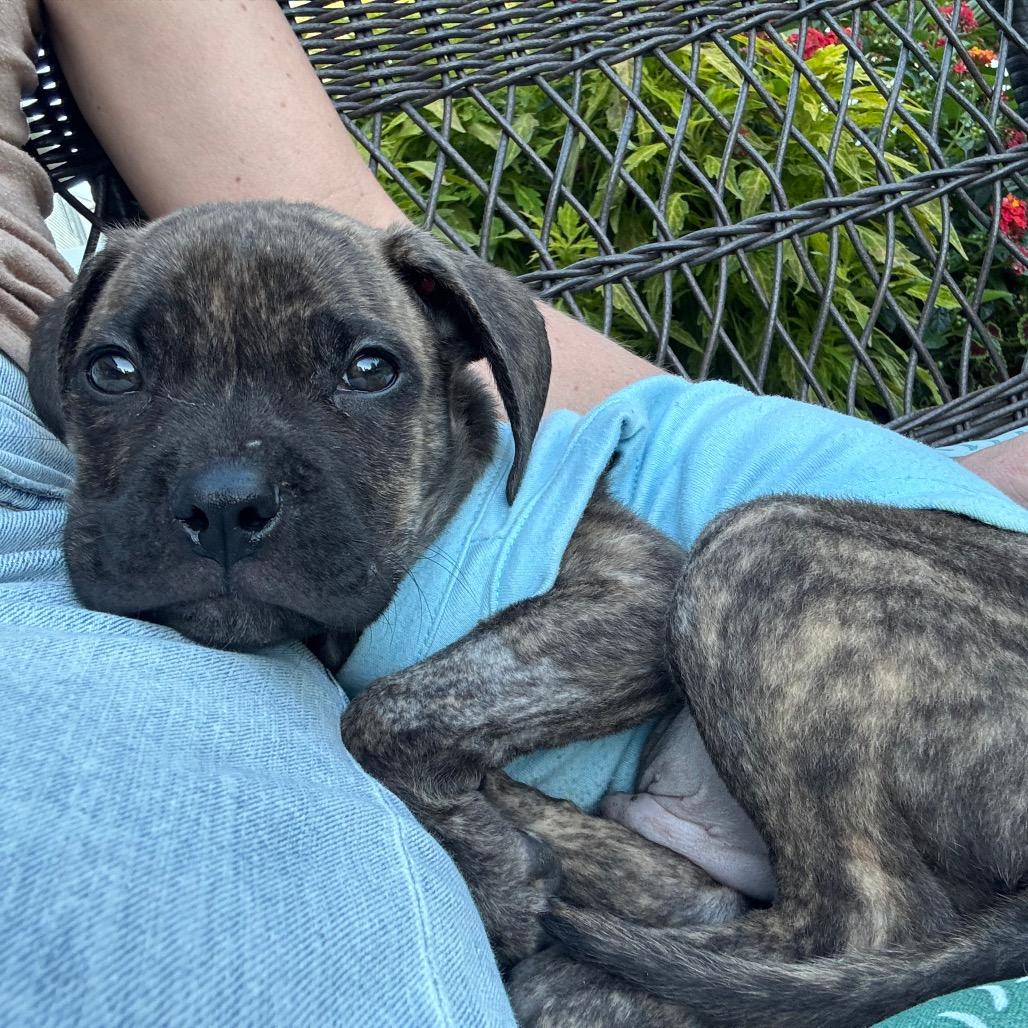 Woody, Adoptable, Puppy Male Mixed Breed & Labrador Retriever.