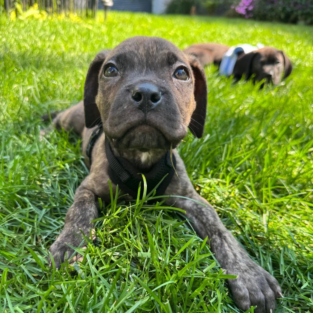 Enlarge Woody, a Adoptable mixed breed in Northville, MI image 2/6