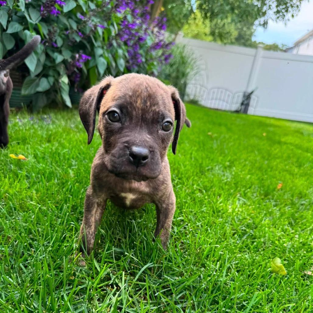 Enlarge Woody, a Adoptable mixed breed in Northville, MI image 3/6